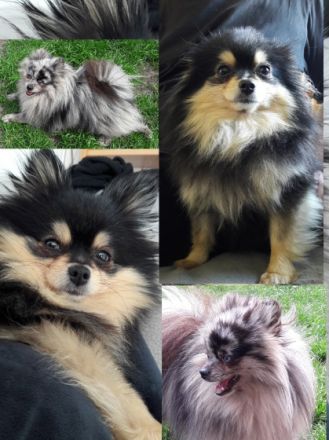 von den Nordseepfötchen