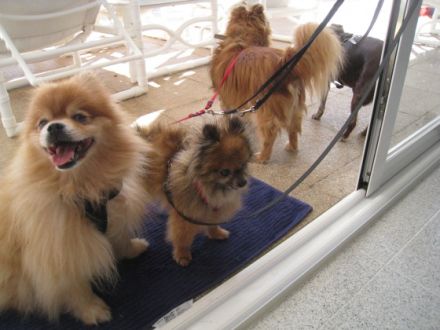 von den Nordseepfötchen