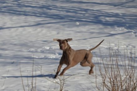 Ascot the Grey Shadow