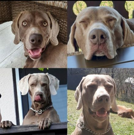 Ascot the Grey Shadow