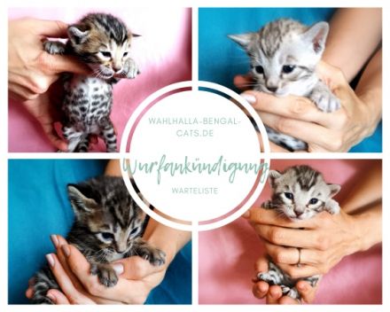 Wurfankündigung In wenigen Tagen ist es soweit,