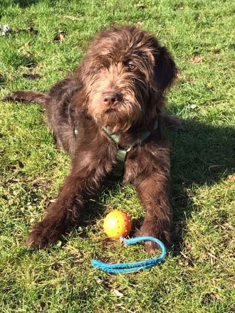 Labradoodle Welpen aus Top Verpaarung Wurfankündigung