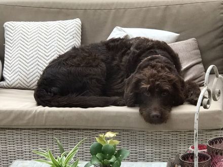 Labradoodle Welpen aus Top Verpaarung Wurfankündigung