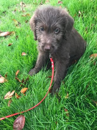 Labradoodle Welpen aus Top Verpaarung Wurfankündigung