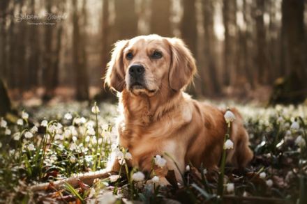 Golden Retriever vom Nägelstedter Unstruttal