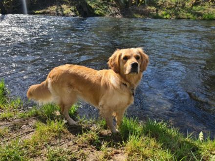 Golden Retriever vom Nägelstedter Unstruttal