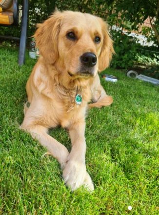 Golden Retriever vom Nägelstedter Unstruttal