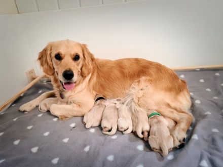Golden Retriever vom Nägelstedter Unstruttal