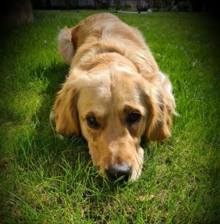 Golden Retriever vom Nägelstedter Unstruttal