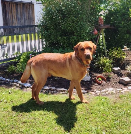 Samu od Himalâjskêho cedru.