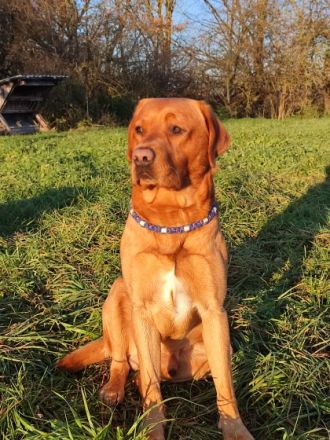 Samu od Himalâjskêho cedru.