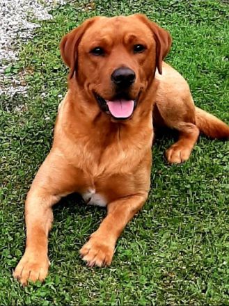 Samu od Himalâjskêho cedru.