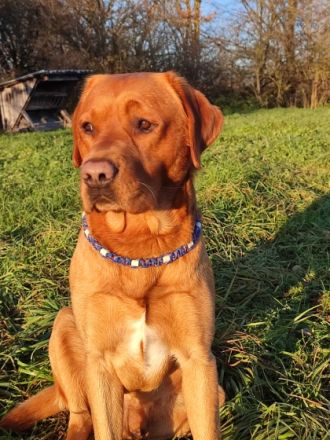 Samu od Himalâjskêho cedru.