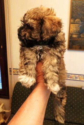 havanese 2 andhalf mounth, 2 x vaccine, white brown,