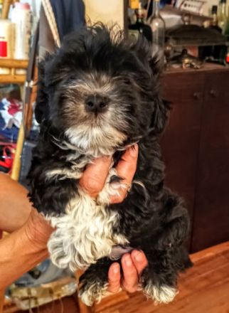 havanese 2 andhalf mounth, 2 x vaccine, white brown,