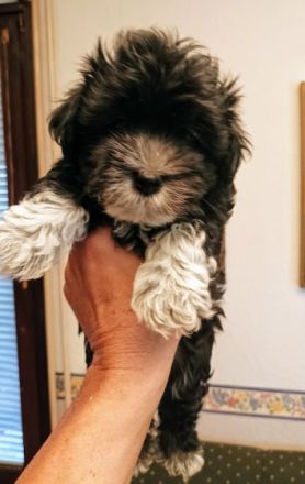 havanese 2 andhalf mounth, 2 x vaccine, white brown,
