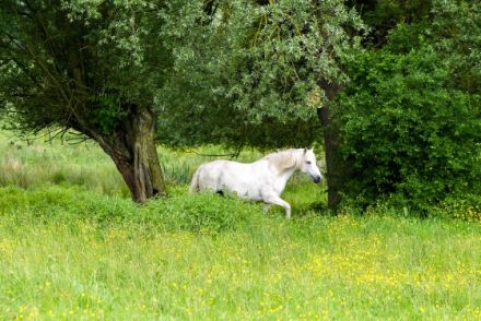 Aurora Tierheilpraxis - Tierheilpraktikerin mit mobiler Fahrpraxis