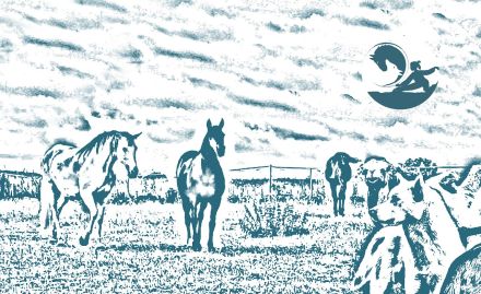 Aurora - mobile Tierphysiotherapie und -osteopathie