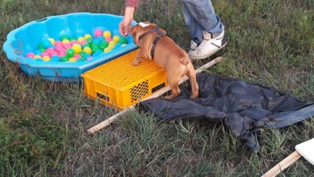 Hundeschule Hundoderkatz