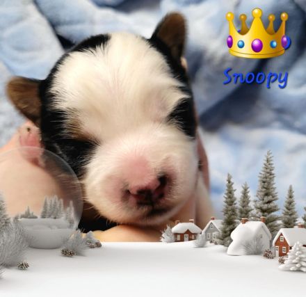 Derzeit haben wir bezaubernde Biewer Yorkshire Welpen