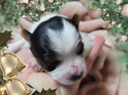 Derzeit haben wir bezaubernde Biewer Yorkshire Welpen