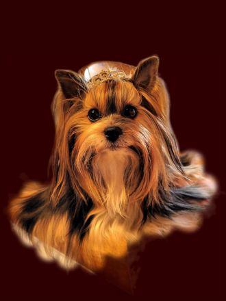 Derzeit haben wir bezaubernde Biewer Yorkshire Welpen