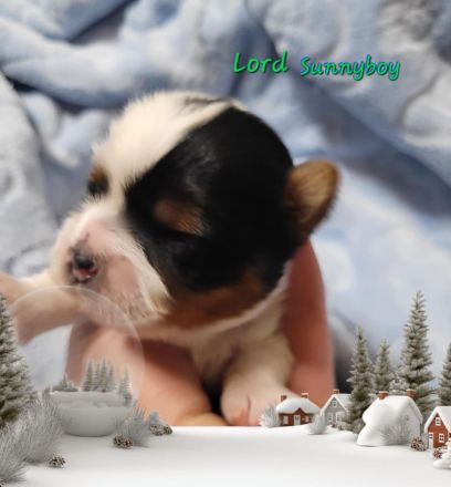 Derzeit haben wir bezaubernde Biewer Yorkshire Welpen