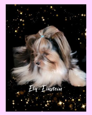 Derzeit haben wir bezaubernde Biewer Yorkshire Welpen