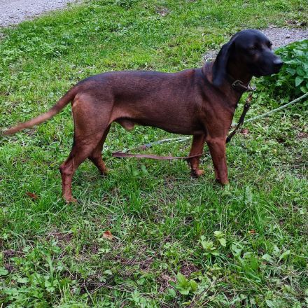DECKRÜDE  Bayrischer Gebirgsschweishund