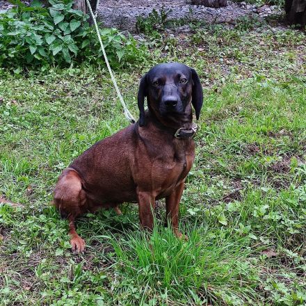 DECKRÜDE  Bayrischer Gebirgsschweishund