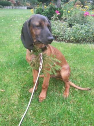 DECKRÜDE  Bayrischer Gebirgsschweishund