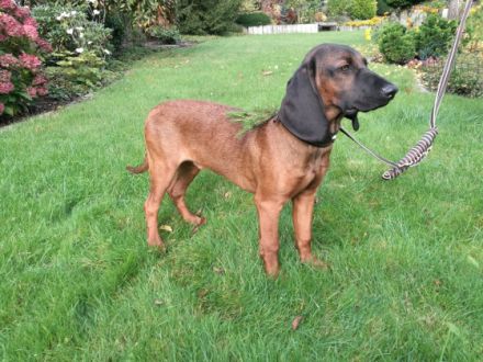 DECKRÜDE  Bayrischer Gebirgsschweishund