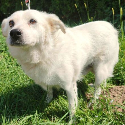 Andras der nette schneeweiße Rüde ist auf der Suche nach einem Zuhause.Er ist ein toller lieber Hund