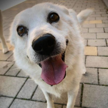 Andras der nette schneeweiße Rüde ist auf der Suche nach einem Zuhause.Er ist ein toller lieber Hund