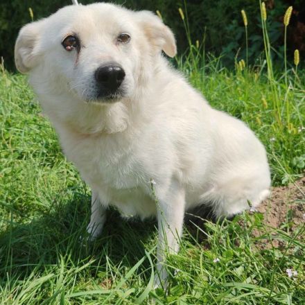 Andras der nette schneeweiße Rüde ist auf der Suche nach einem Zuhause.Er ist ein toller lieber Hund