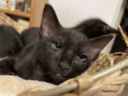 Zwei sehr liebe, neugierige und menschenbezogene