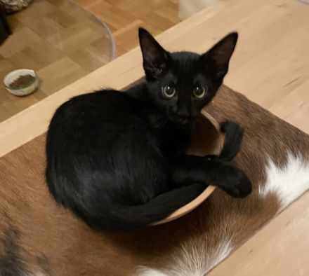 Zwei sehr liebe, neugierige und menschenbezogene