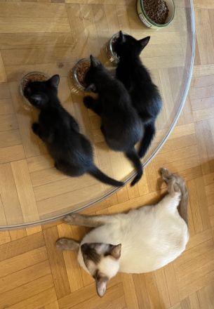 Zwei sehr liebe, neugierige und menschenbezogene