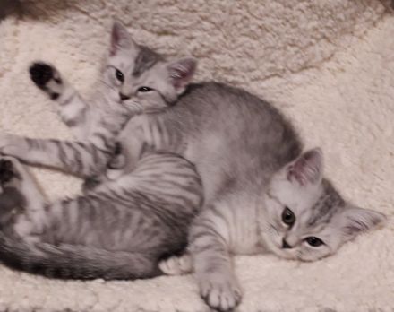 Von Team Anna und Elsa