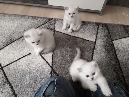 Von Team Anna und Elsa