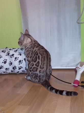 Wunderschöne Bengal Kater geboren 21.10.2021 abzugeben 