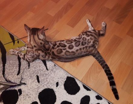 Wunderschöne Bengal Kater geboren 21.10.2021 abzugeben 