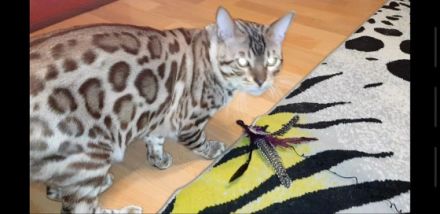 Wunderschöne Bengal Kater geboren 21.10.2021 abzugeben 