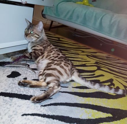 Wunderschöne Bengal Kater geboren 21.10.2021 abzugeben 