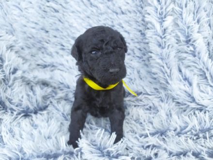 Reina de las Estrellas