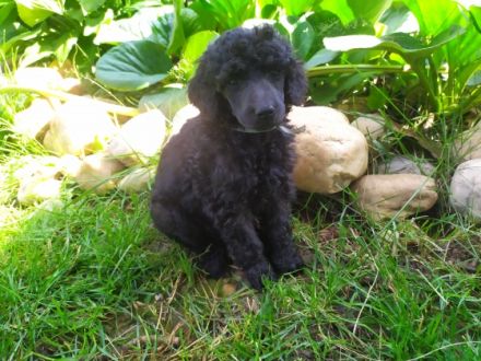 Reina de las Estrellas