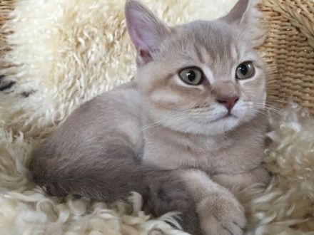 Timotheus von Inteco