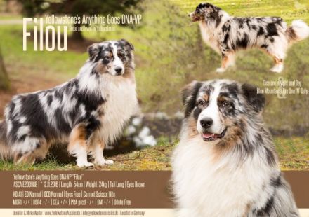 Yellowstone's Anything Goes "Filou"