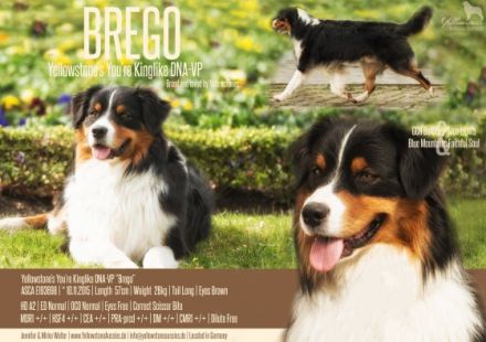 Yellowstone's You're Kinglike "Brego"