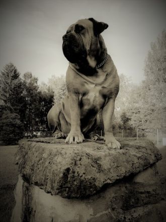 BOERBOELZ